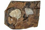 Two Fossil Ginkgo Leaves From North Dakota - Paleocene #262654-1